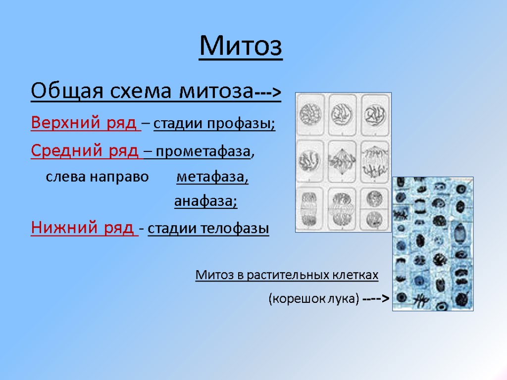 Митоз Общая схема митоза---> Верхний ряд – стадии профазы; Средний ряд – прометафаза, слева